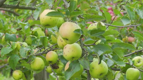 Green apples grow on a tree Video stock 320860124