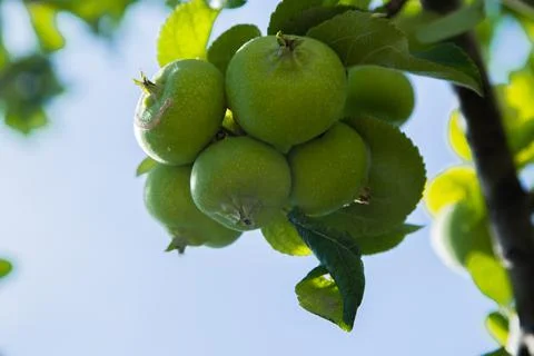 Green apples grow on a tree Foto stock