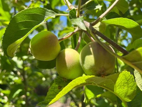 Green apples growing on the apple tree Stock Photos