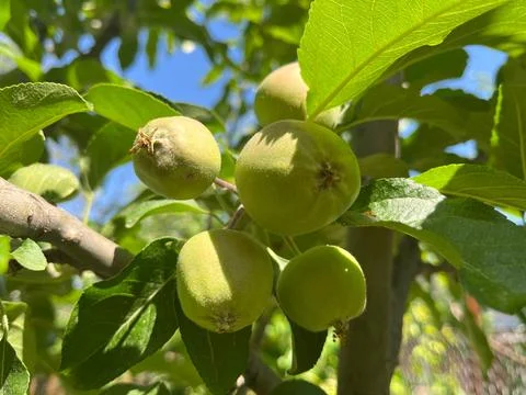 Green apples growing on the apple tree Stock Photos