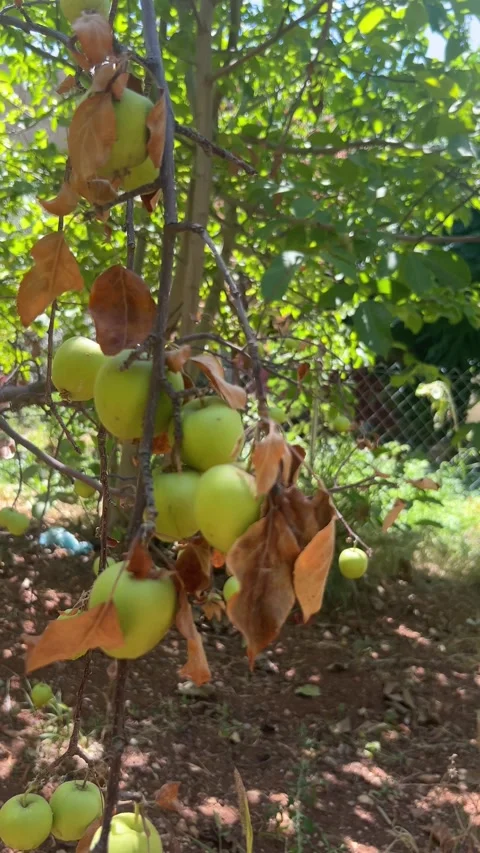 Green apples growing on dry tree branches in sunlight 4K Stock Footage 345041771