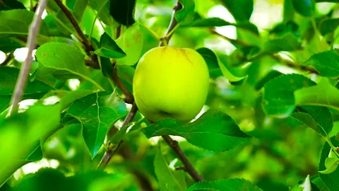 Green apples growing on a tree branch. Stock Footage 341109973