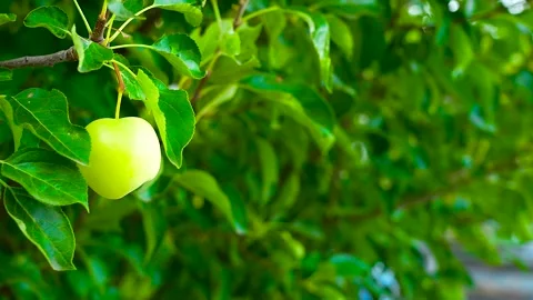 Green apples growing on a tree branch. Stock Footage 341109983