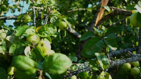 Green Apples Growing on Tree Branches in a Sunlit Orchard 스톡 동영상 283589203