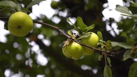Green apples growing on a tree. Stock Footage 283373802