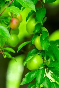 Green apples growing on a tree surrounded by vibrant leaves Stock Photos