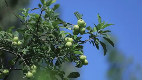Green apples growing on a tree under a clear blue sky in a peaceful orchard Stock Footage 302946401