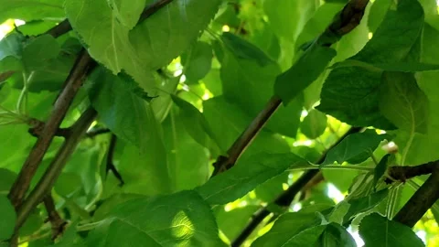 Green apples hang on the branches and a ray of the sun enters the lens Stock Footage 155690638