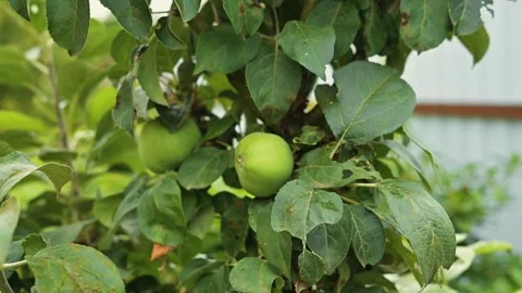 Green apples hang from branches in a garden setting. The plants are full of Видео 344670797