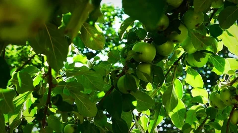 Green apples hang on the tree. Background, landscape Stock Footage 113407488