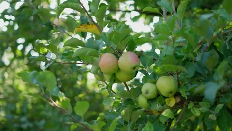 Green apples hang on a tree Video stock 250131048