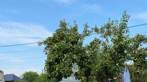 Green apples hanging among dense orchard foliage against bright blue sky 스톡 동영상 343514637