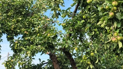 Green apples hanging among dense orchard foliage against bright blue sky 스톡 동영상 343514677