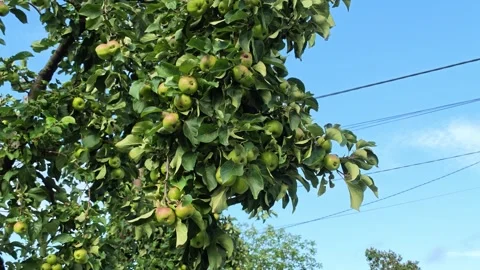 Green apples hanging among dense orchard foliage against bright blue sky Vídeos de archivo 343516443