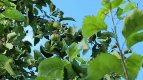 Green apples hanging among dense orchard foliage against bright blue sky Video stock 343516536