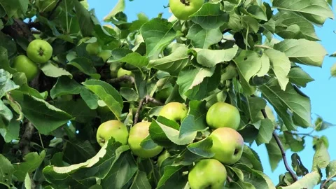 Green apples hanging among dense orchard foliage against bright blue sky Video stock 343516836