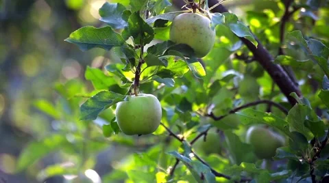Green apples hanging on apple tree branch in the sunny garden Stock Footage 66437841