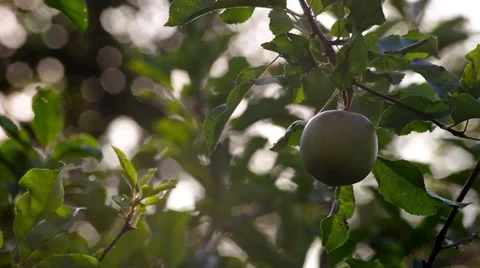 Green apples hanging on a apple tree branch in the sunny garden Vídeo Stock 66437850