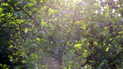 Green apples hanging on a apple tree branch in the sunny garden Stock Footage 66437867