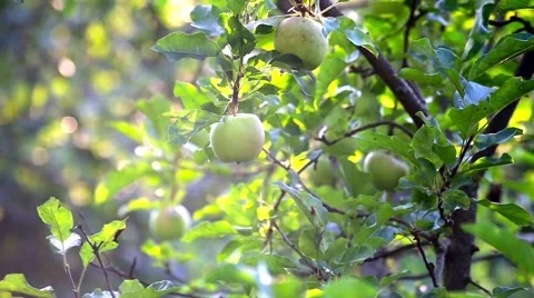 Green apples hanging on a apple tree branch in the sunny garden Stock Footage 66437869
