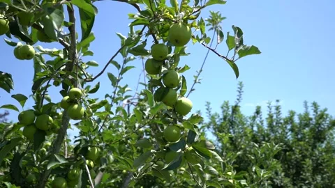Green Apples hanging from an Apple Tree Branch Stock Footage 248830126