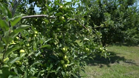 Green Apples hanging from an Apple Tree Branch Stock Footage 248830132