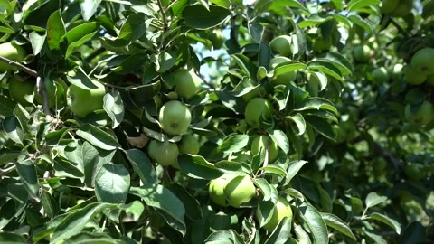 Green Apples hanging from an Apple Tree Branch Stock Footage 248830151