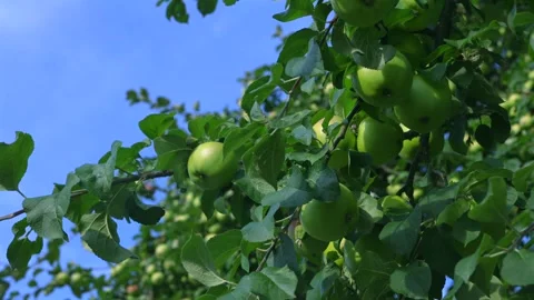 Green Apples Hanging High On Branches Moving In Gentle Wind Stock Footage 341882745