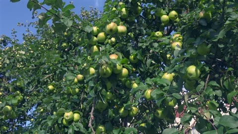 Green Apples Hanging On Tree Branches Swaying In Wind Under Blue Sky 库存影片 341882573