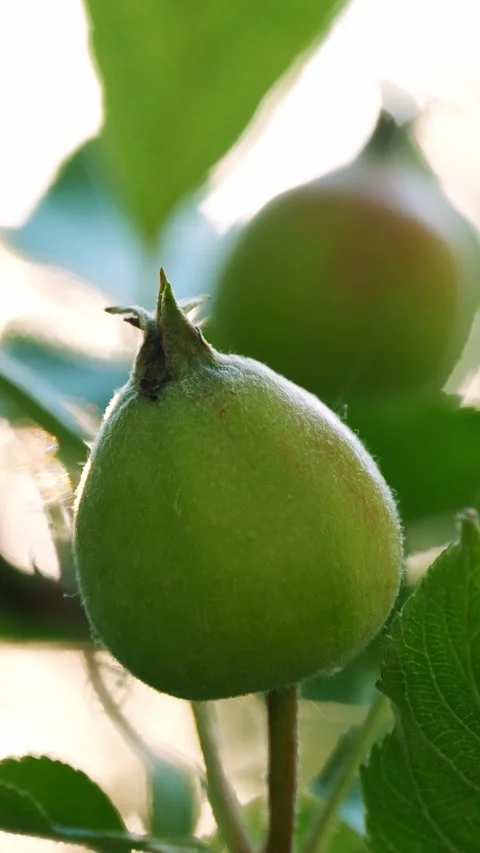 Green Apples Hanging on Tree Brimming with Natural Sunshine and Foliage Stock Footage 314319866
