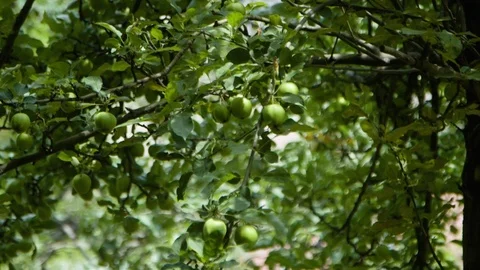 Green Apples hanging from tree in mountain orchard in Pamir region of Tajiki Stock Footage 122585531