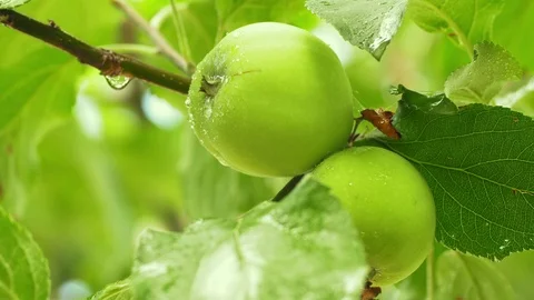 Green apples hanging on a tree in UHD Vídeos de archivo 114726760
