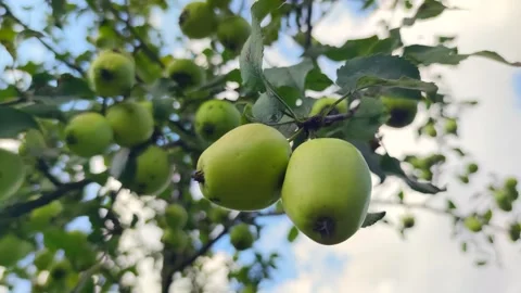 Green apples hangs on tree Stock Footage 264896166
