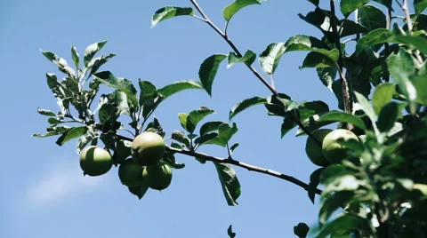 Green Apples in the Orchard Stock Footage 64606366