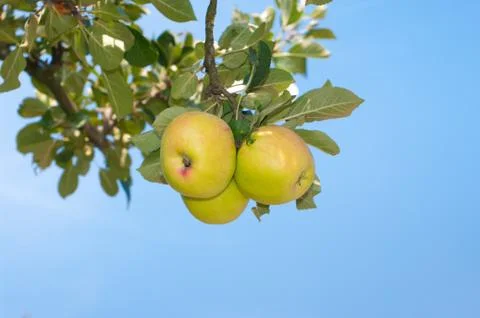 Green apples Stock Photos
