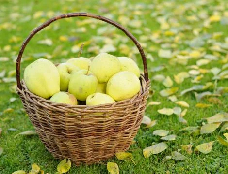 Green apples 库存照片