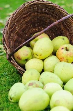 Green apples 스톡 사진
