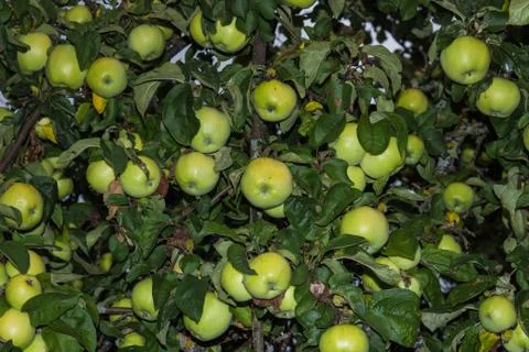 Green apples Stock Photos