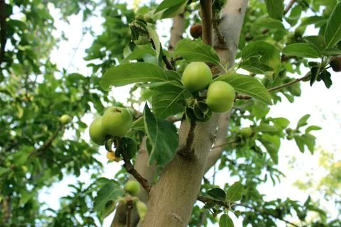 Green apples Stock-Fotos