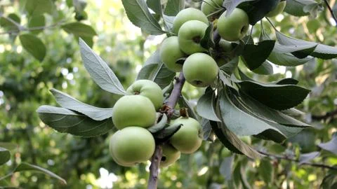 Green apples Stock Photos