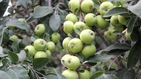 Green apples Stock-Fotos