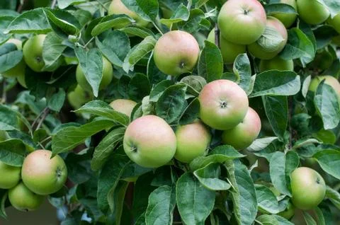 Green apples Foto stock
