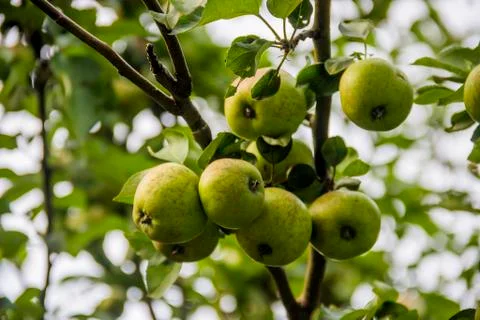 A green apples Stock Photos