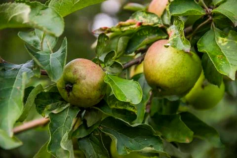 A green apples Stock Photos