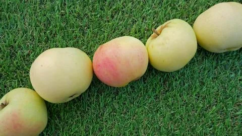 Green apples. Stock Photos