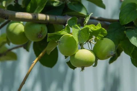 Green apples Stock Photos
