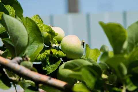 Green apples Stock Photos