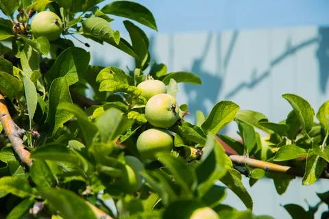 Green apples Stock Photos