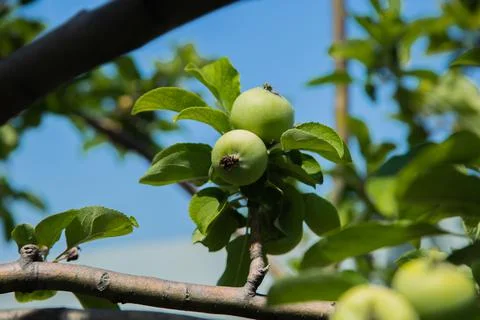 Green apples Stock Photos