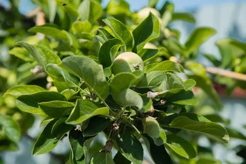 Green apples Stock Photos